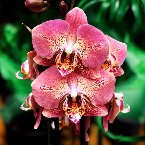 Phalaenopsis Leco Fantastisch
 (Drachenherz)