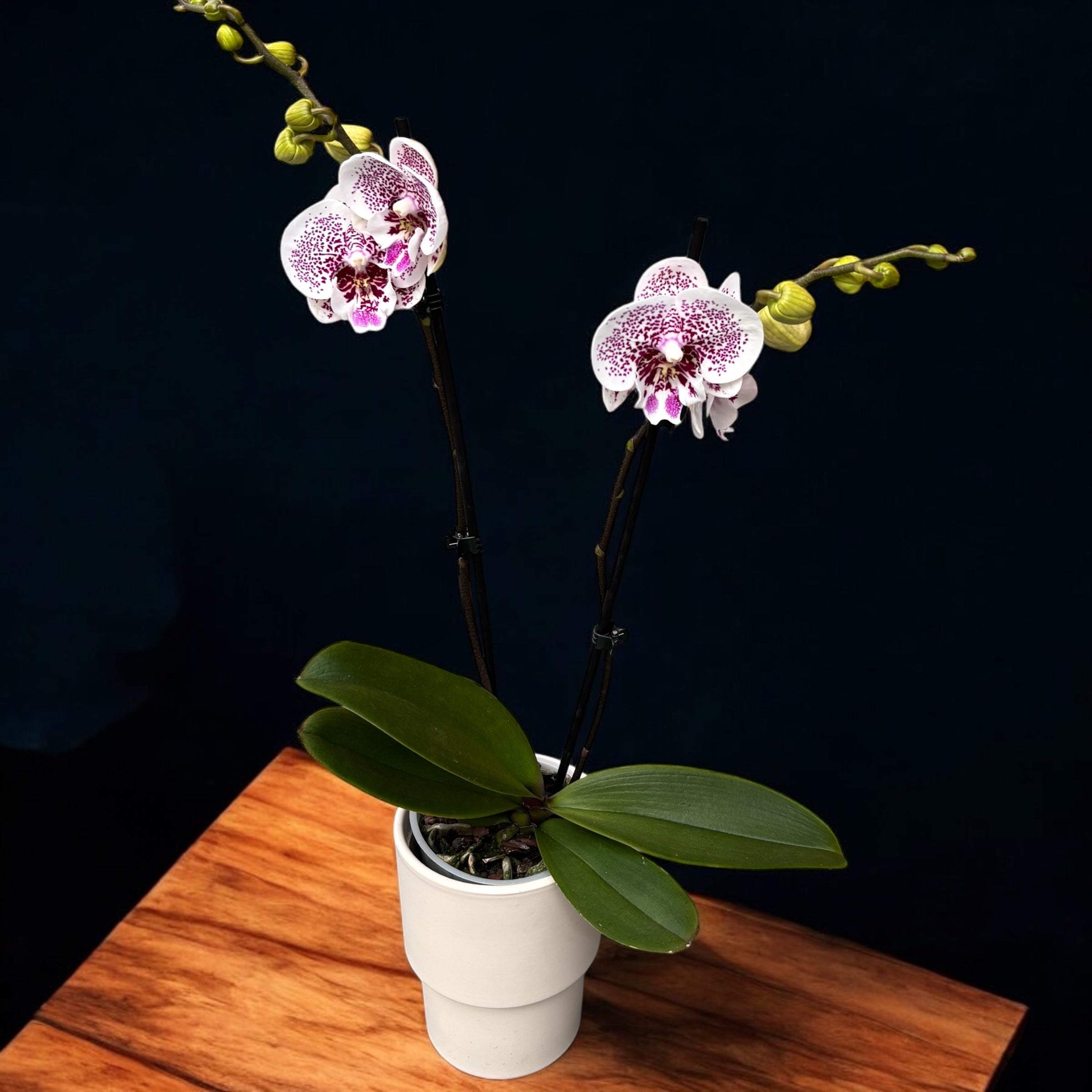 Phalaenopsis Bounty big lip