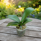 Phalaenopsis Tying Shin Galaxy (Zoja) - duża warga