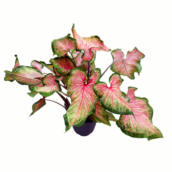 Caladium ‘Chinook’