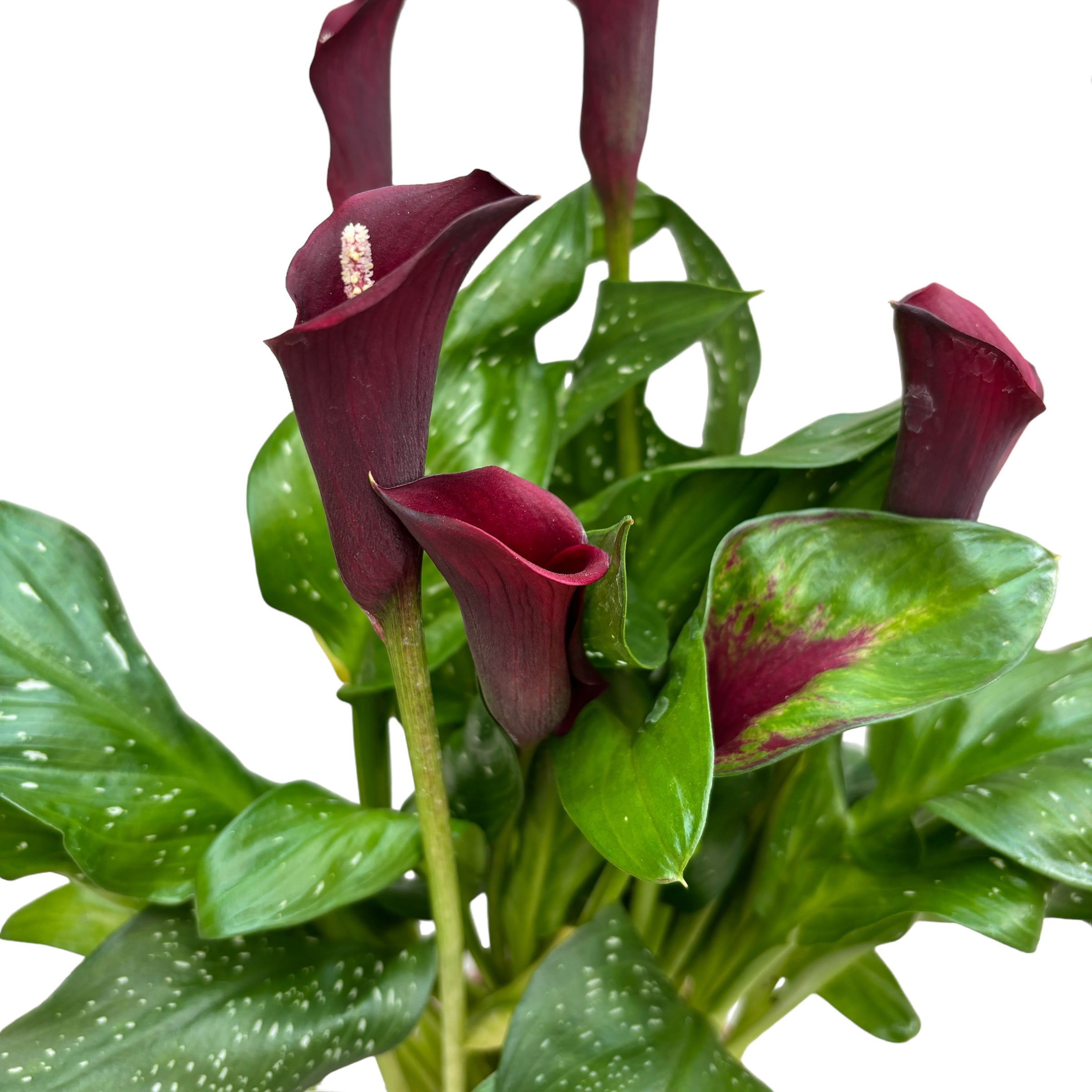Zantedeschia ‘Odessa’ (Cale grena)