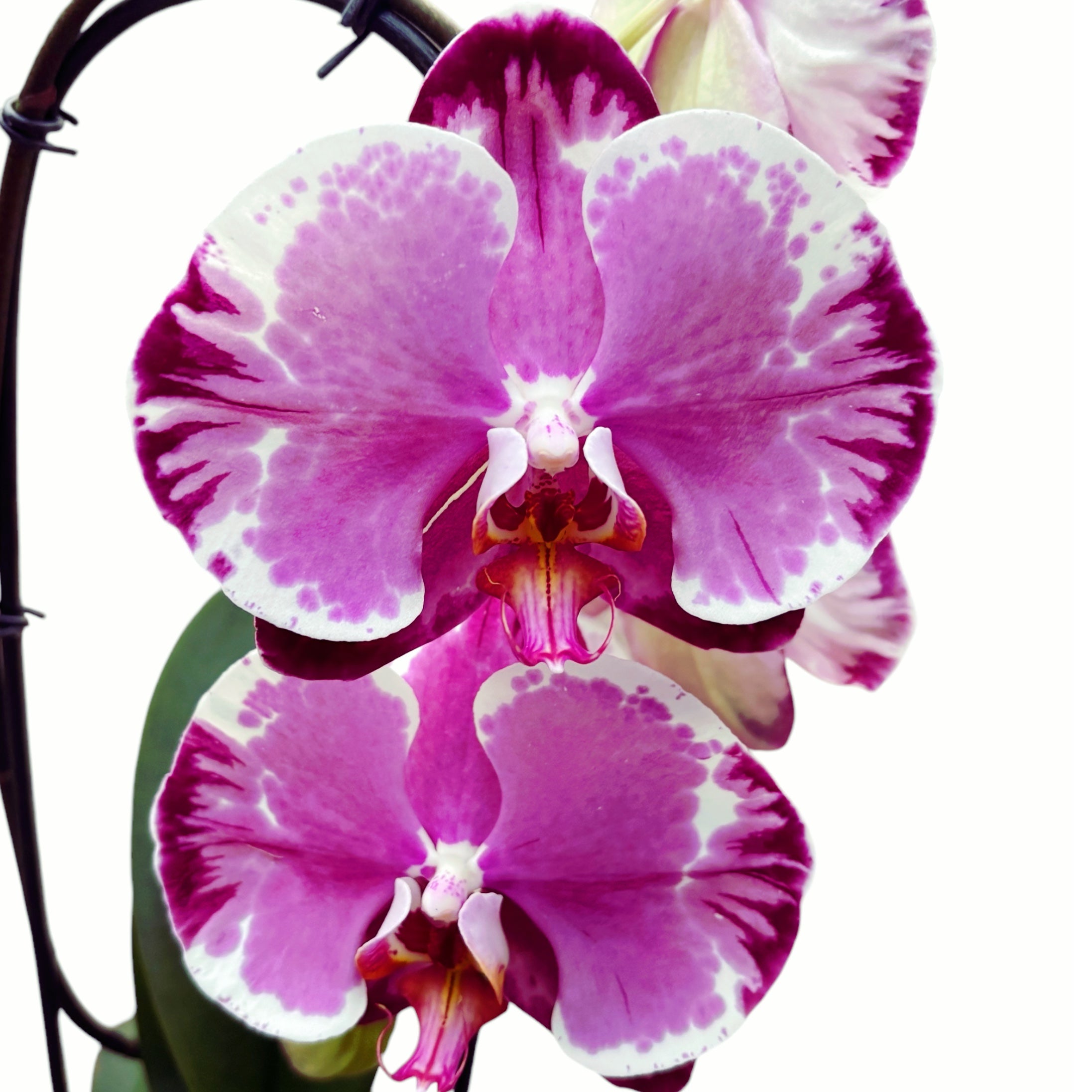 Phalaenopsis Sacrifice (flori XL)