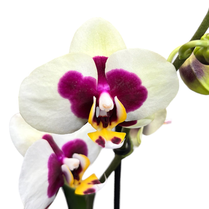 Phalaenopsis Yu Pin Panda M