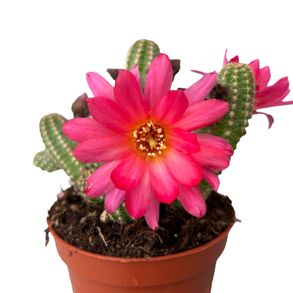 Chamaecereus hibrid 'Cerise'