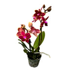Phalaenopsis Kyra *duftend