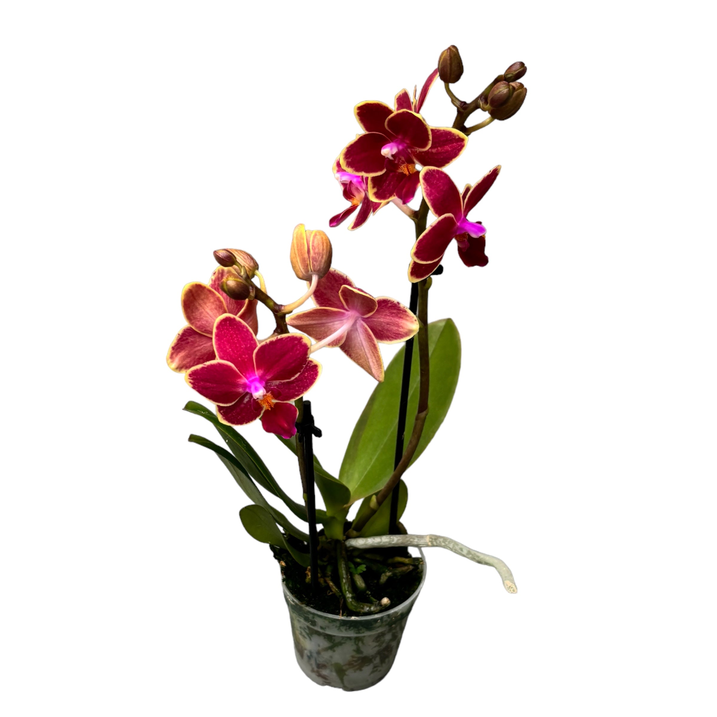 Phalaenopsis Kyra *duftend