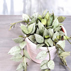 Hoya krohniana 'Eskimo' - teljes cserepek - 4-5 növény cserepenként