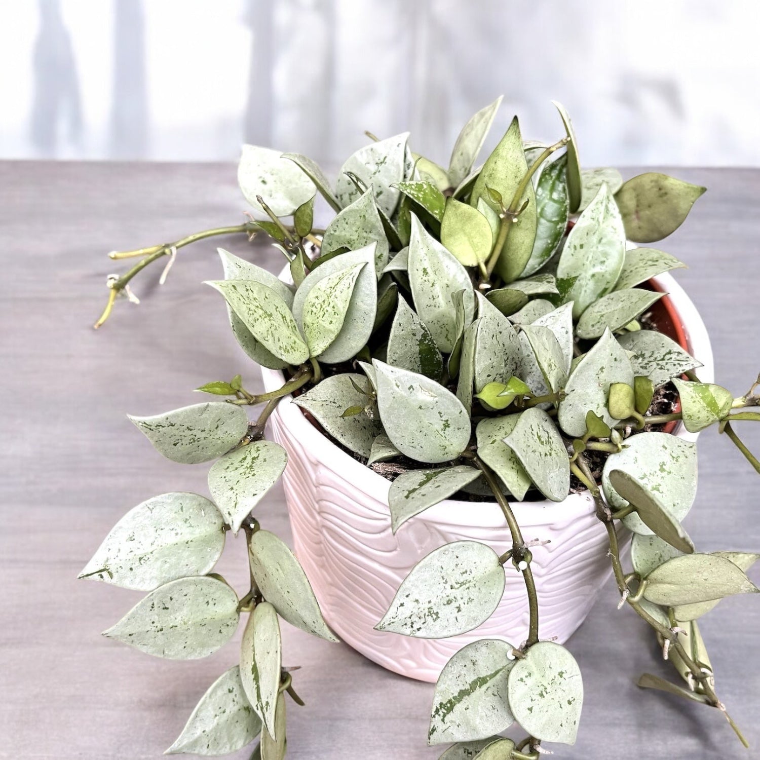 Hoya krohniana 'Eskimo' - full pots - 4-5 plante per ghiveci