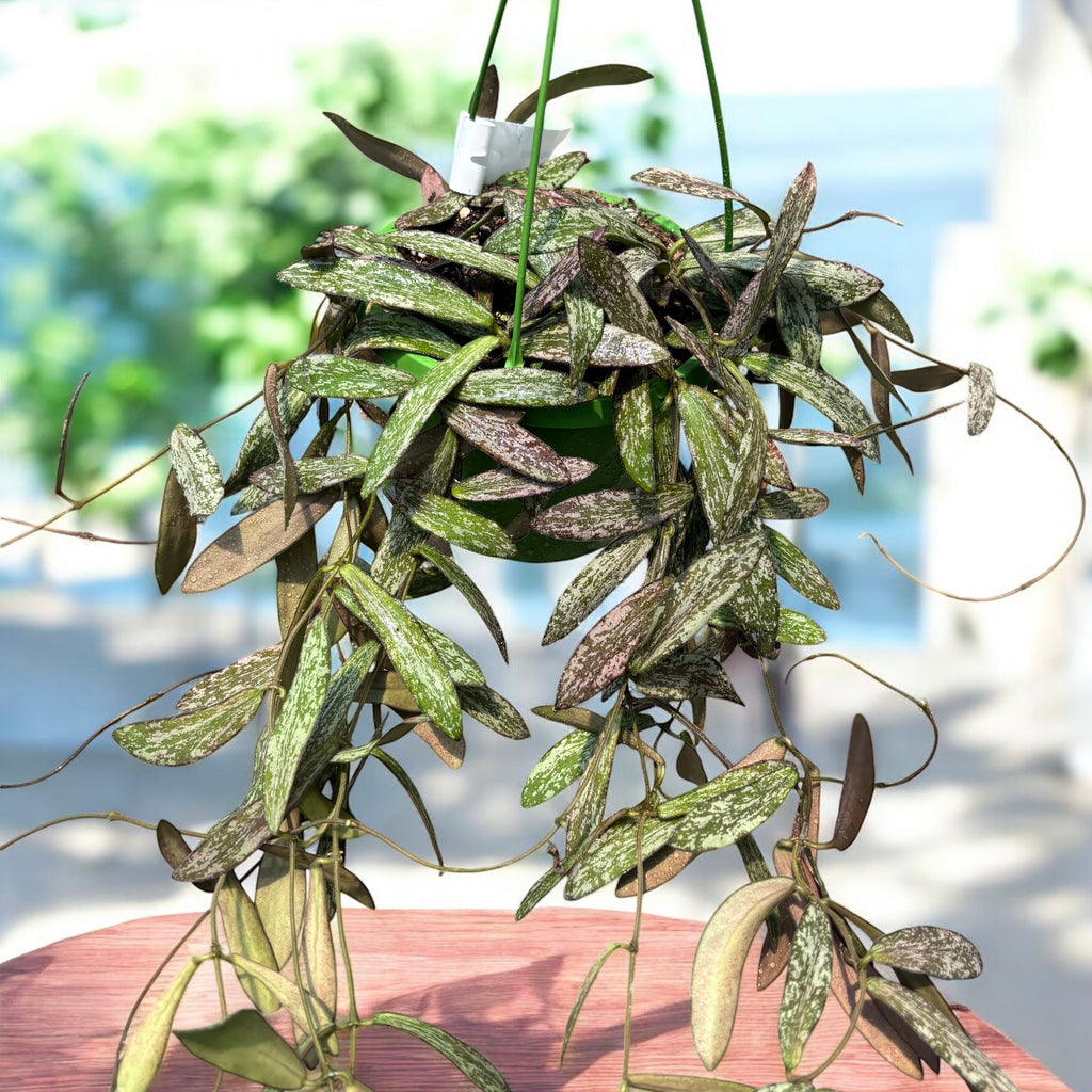 Hoya sigillatis - exemplare mari, liane lungi!