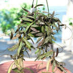 Hoya sigillatis - exemplare mari, liane lungi!