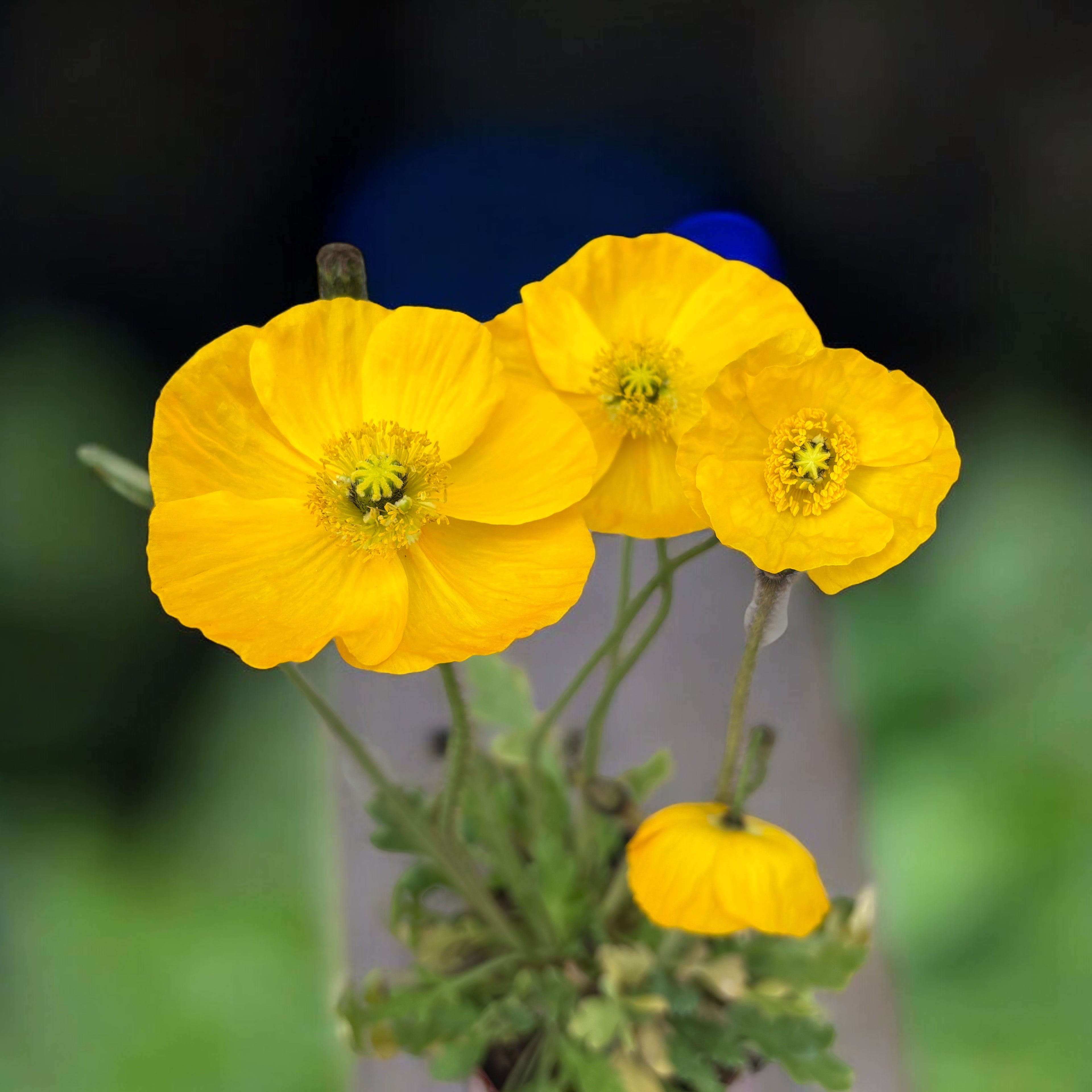 Papaver nudicaule ‘Gartenzwerg’ (mac islandez pitic)