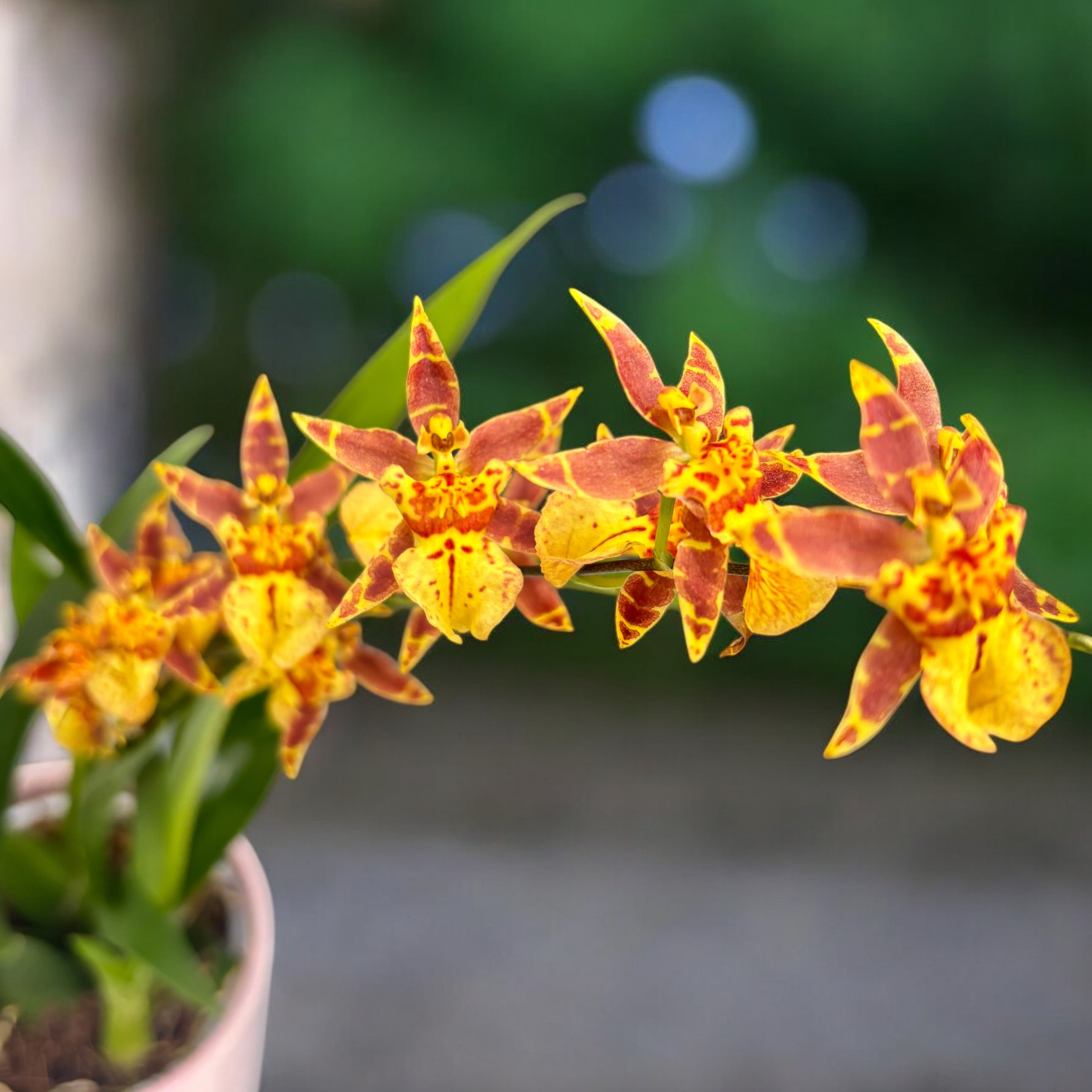 Oncidium (Cyrtocidium) Holm’s Wizard - arancione - molto profumato!