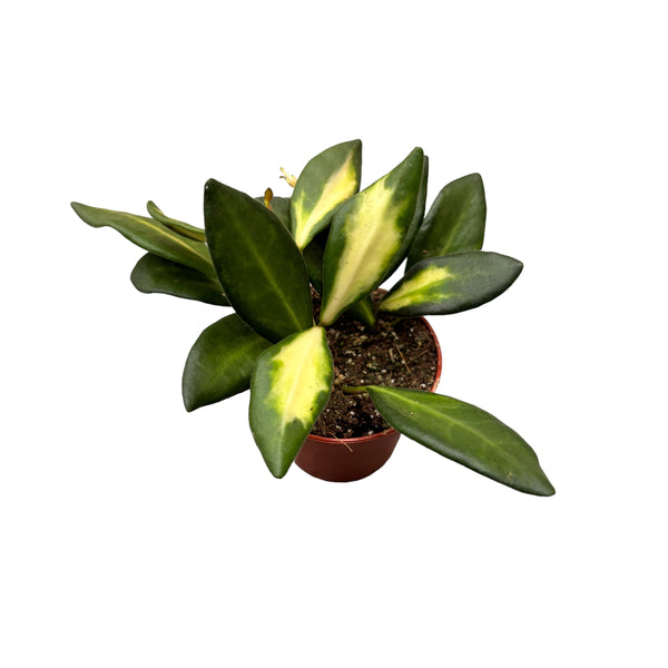 Hoya sp. aff. burtoniae 'Variegata' D6 - 2 plante/ghiveci