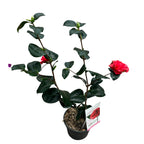 Camellia japonica 'Lady Campbell' (Frost Resistant)