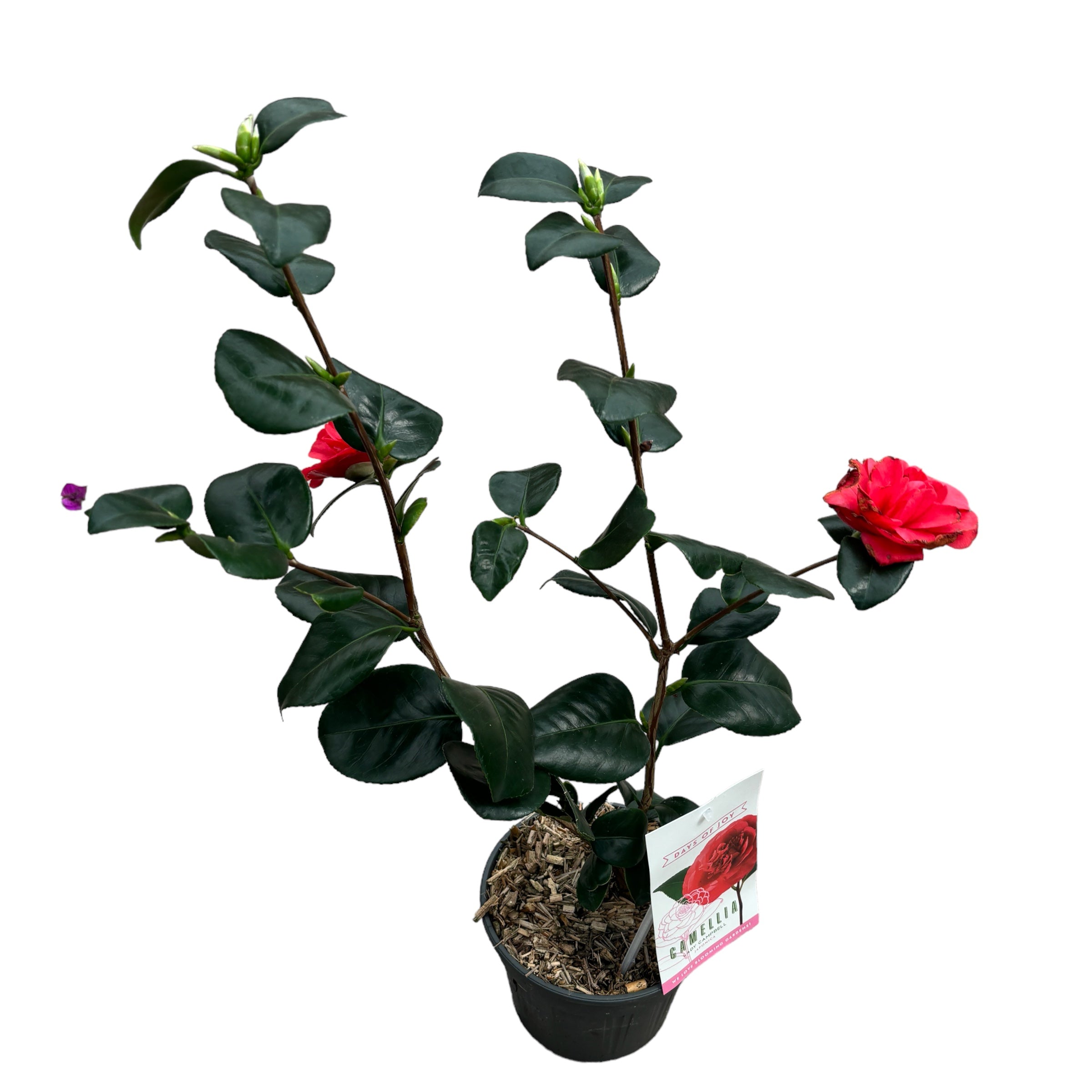Camellia japonica 'Lady Campbell' (Odpornost proti zmrzali)