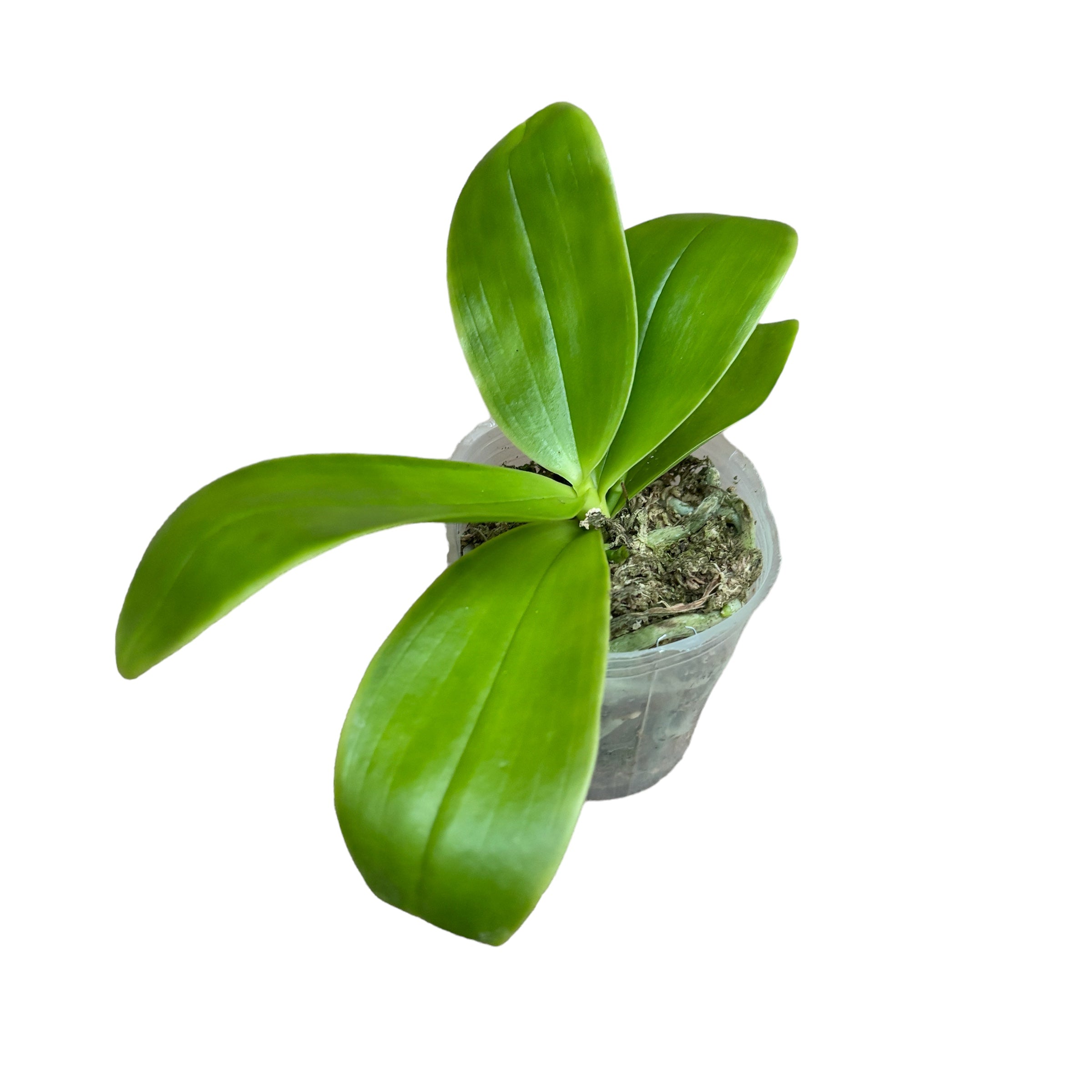 Phalaenopsis Zheng Min Etching *parfumata