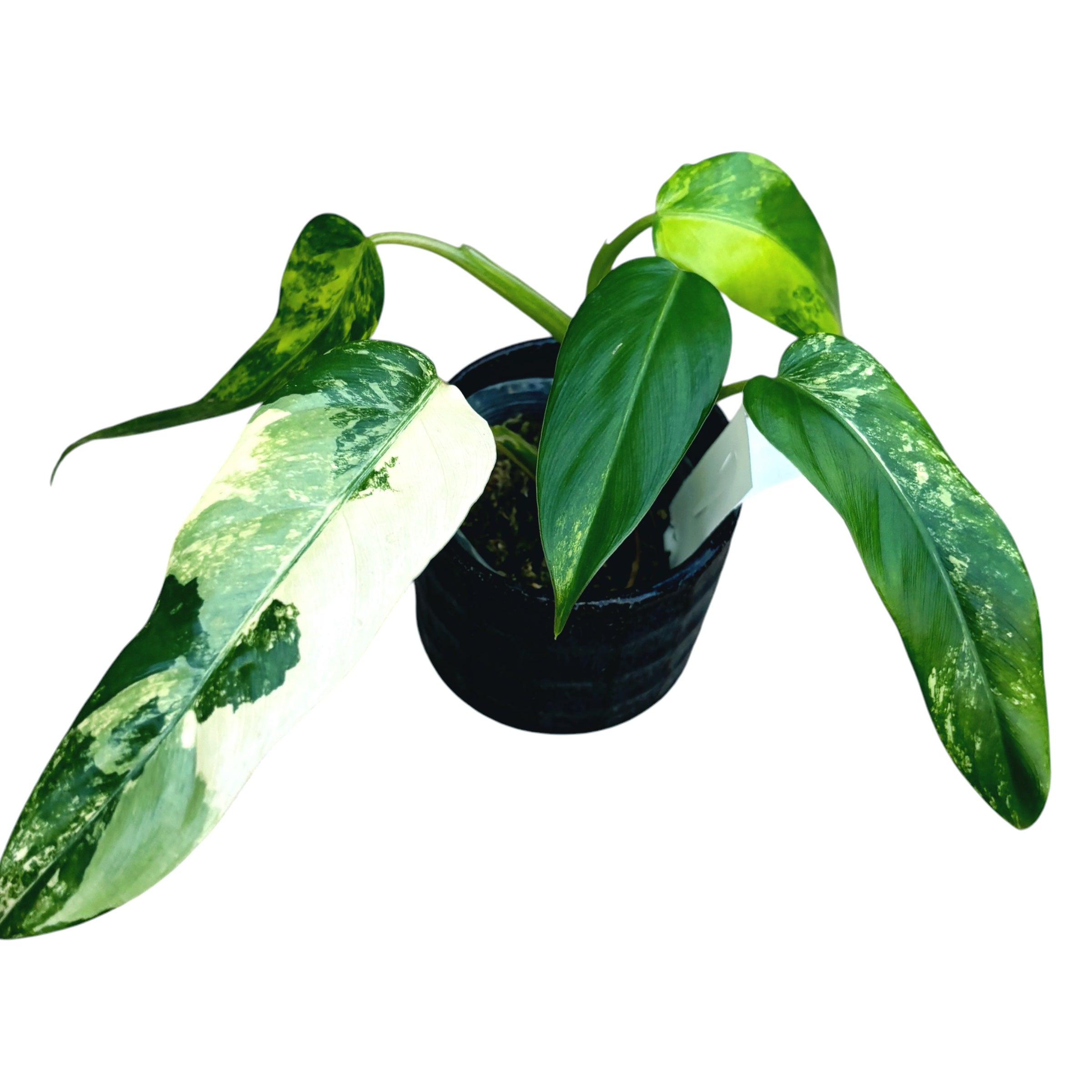 Philodendron domesticum 'Variegata'