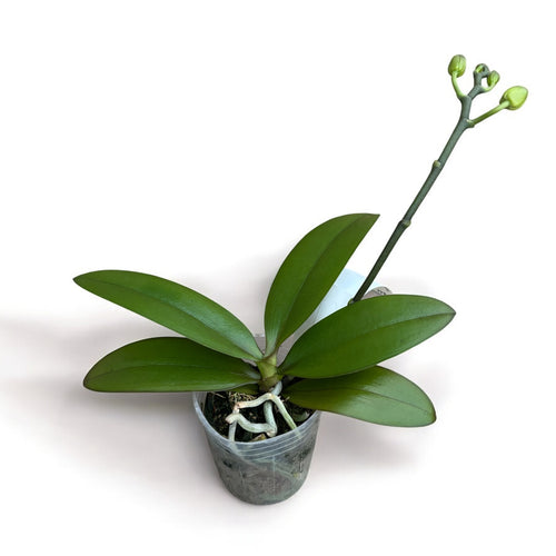 Phalaenopsis Yaphon Green Batman '417' (pelorická)