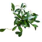 Hoya pubicalyx 'Red Buttons' D15 - exemplaires XL