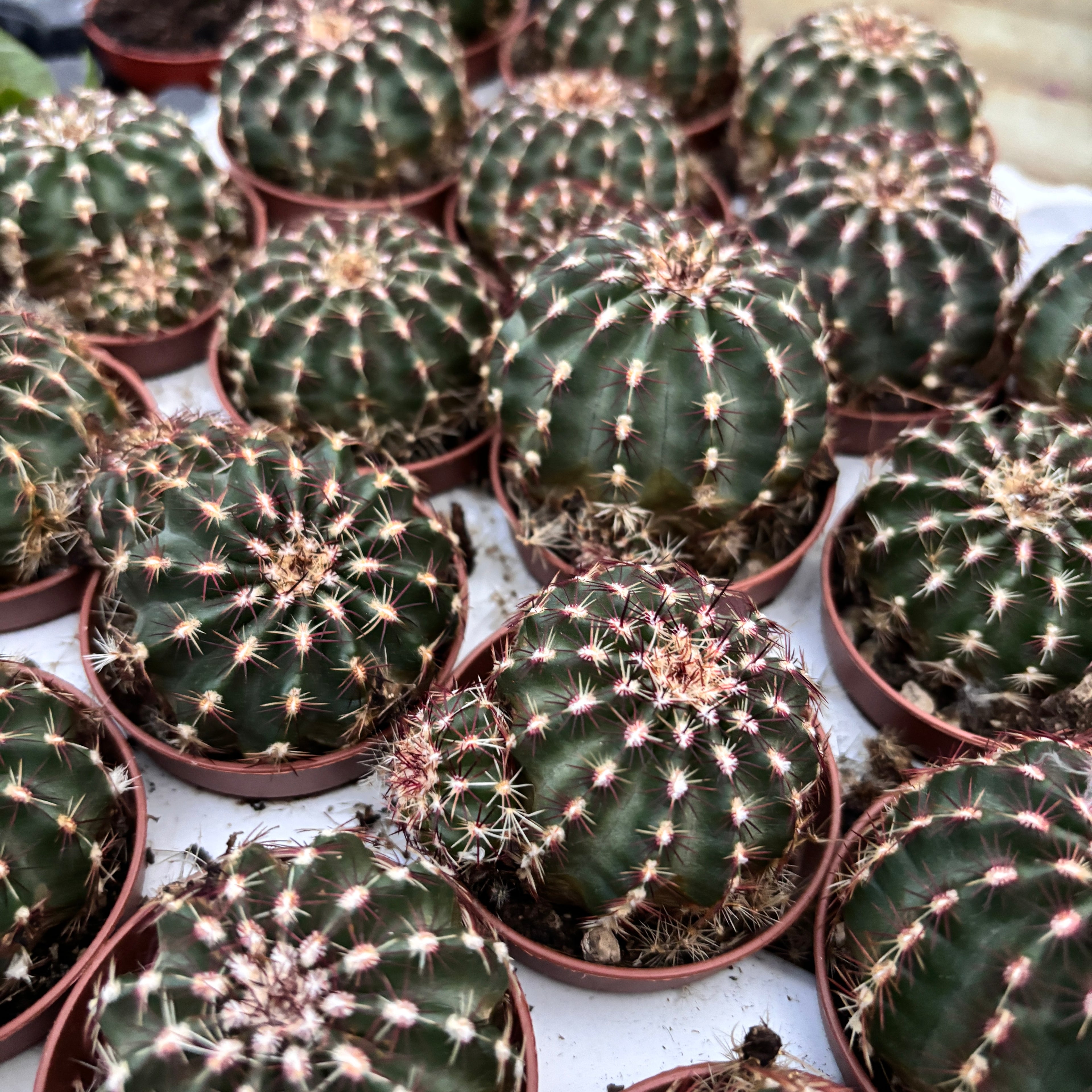 Echinocereus Viridiflorus