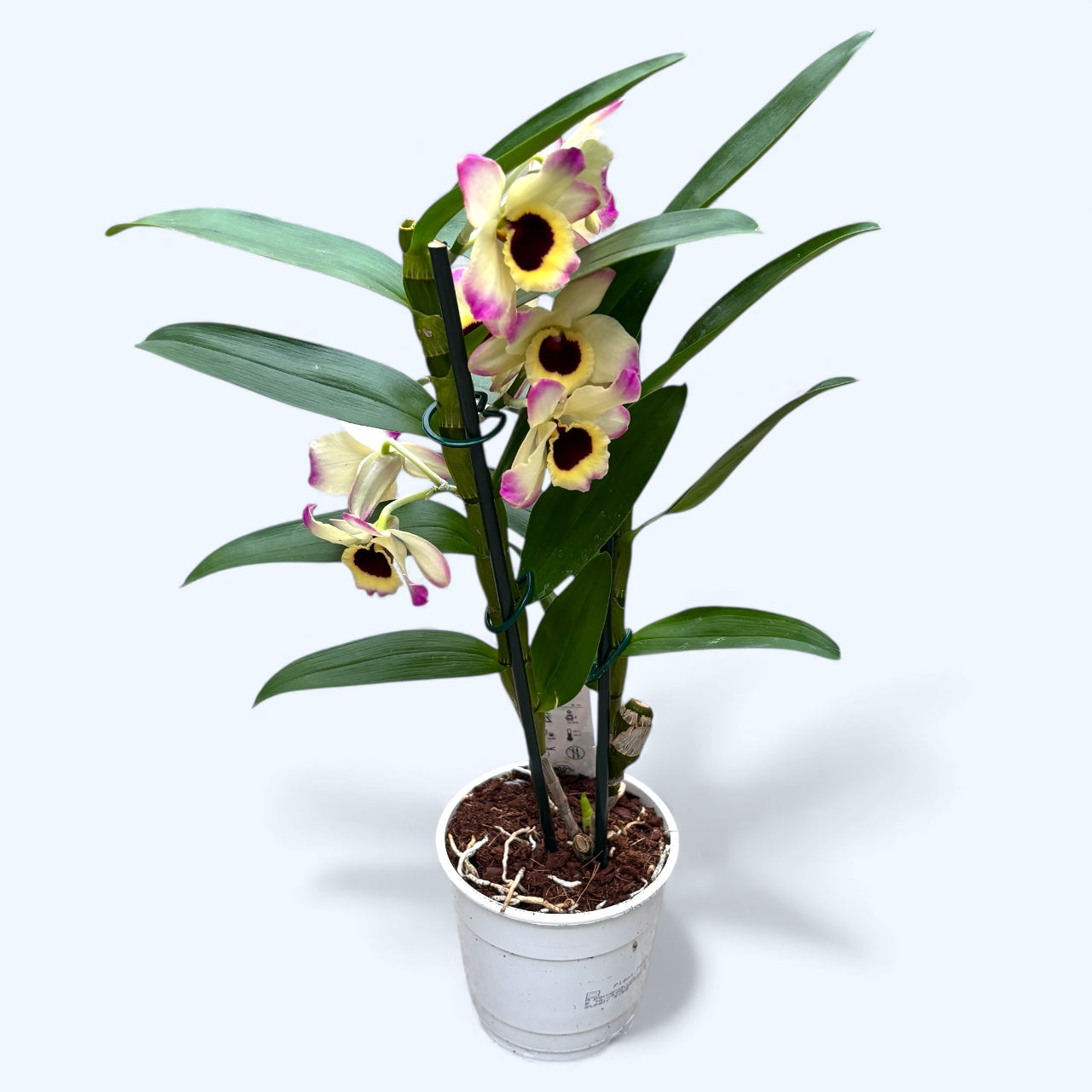 Dendrobium Sunny Eyes *fragrant