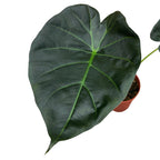 Alocasia ‘Regal Shields’