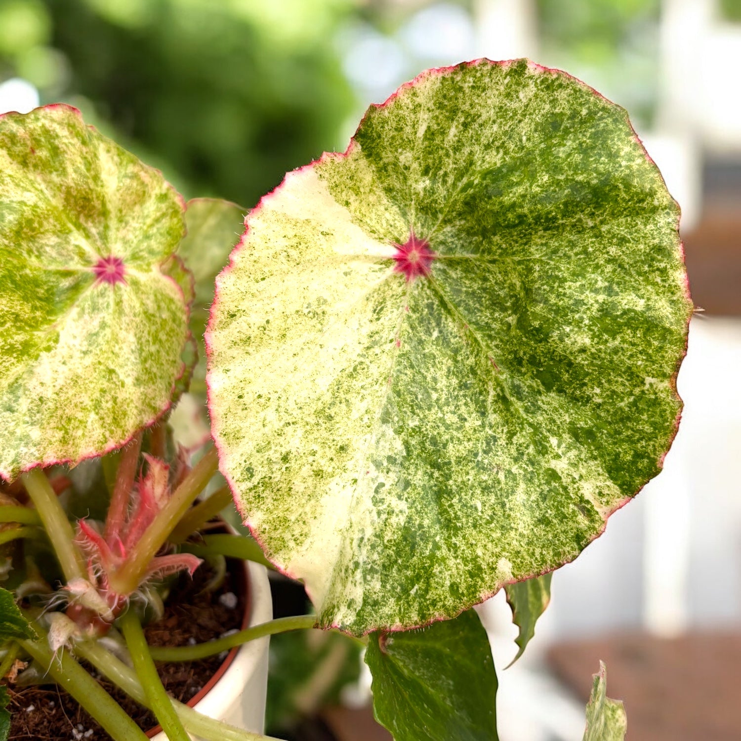 Begonia ‘Rouge Variegated’ -  varietate spectaculoasa cu frunzis catifelat