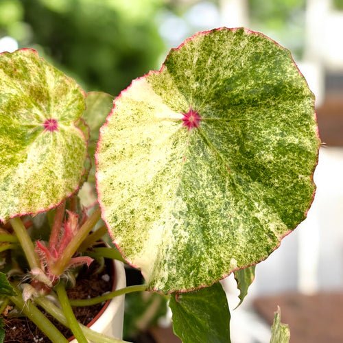 Begonia 'Rouge Variegated'