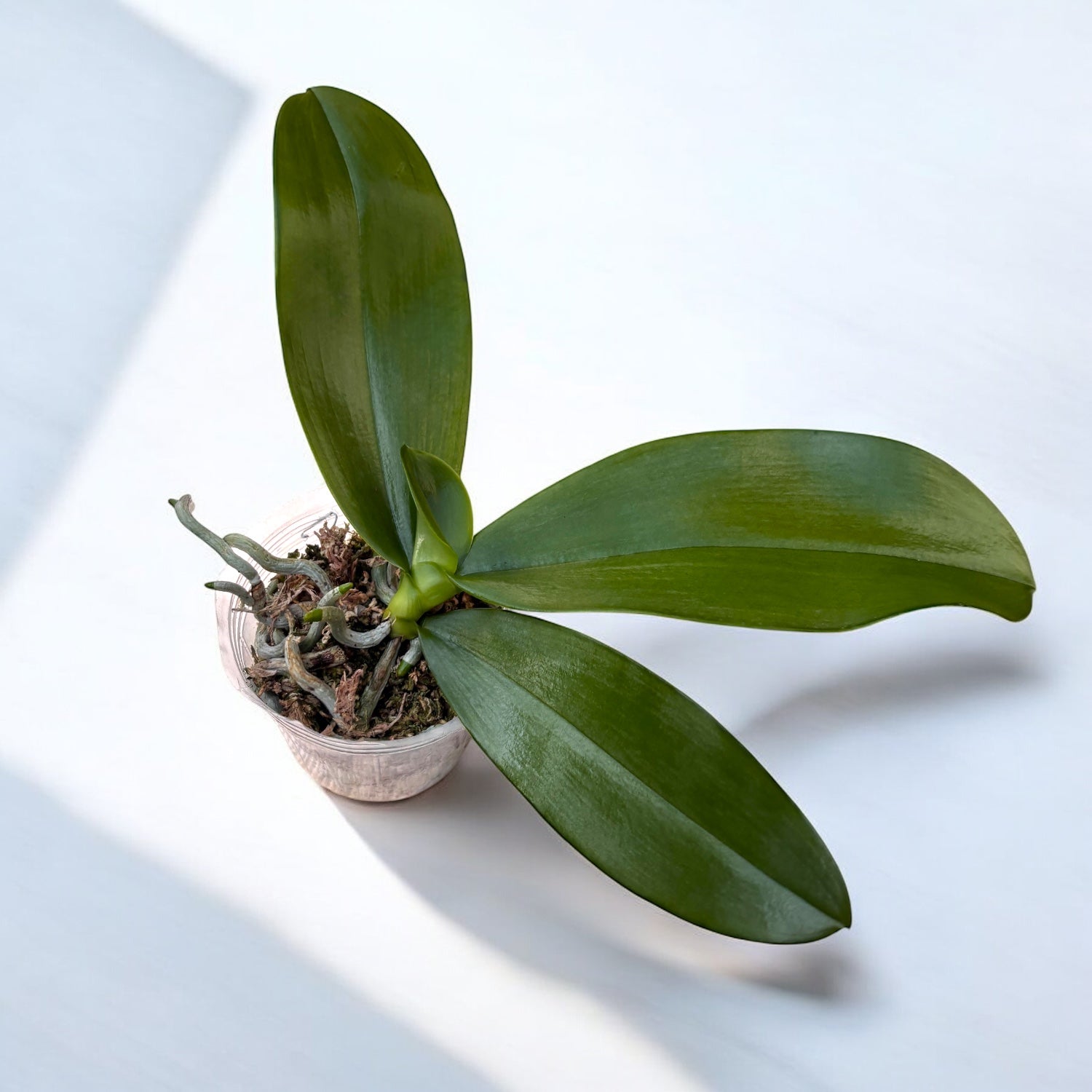 Phalaenopsis Jong's Gigan Cherry 'Prince' - parfumata