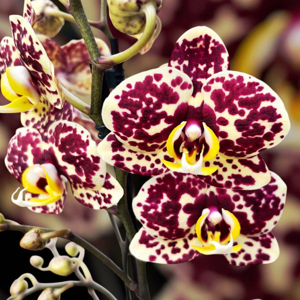 Phalaenopsis 'Limited #26’