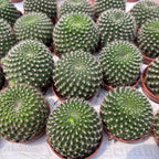 Echinopsis marsoneri (Rebutia marsoneri) - miniatuurcactus met gele bloemen