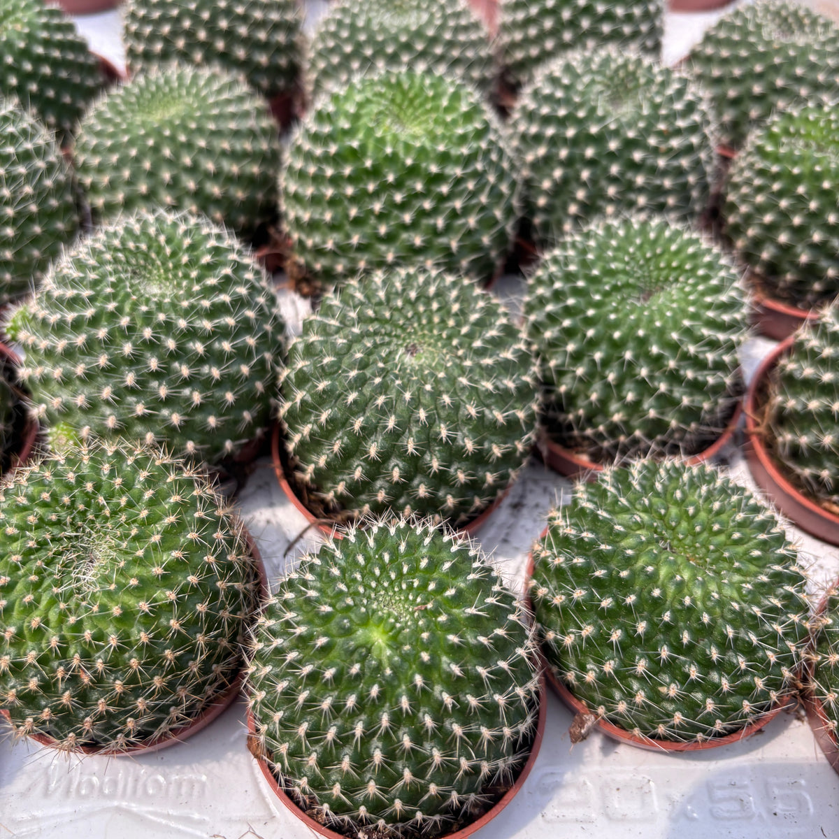 Echinopsis marsoneri (Rebutia marsoneri) - cactus miniatural cu flori galbene