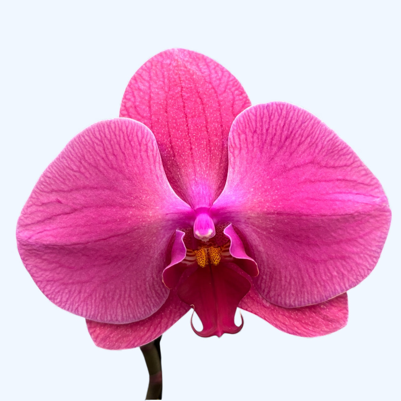 Phalaenopsis Singolo Pink - floarea XXL