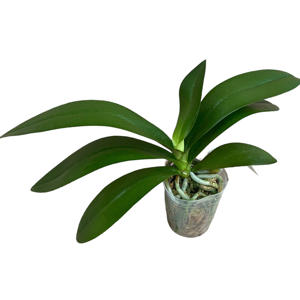 Phalaenopsis Fuller's Gold Stripe '458' (pelorikus - pillangó)