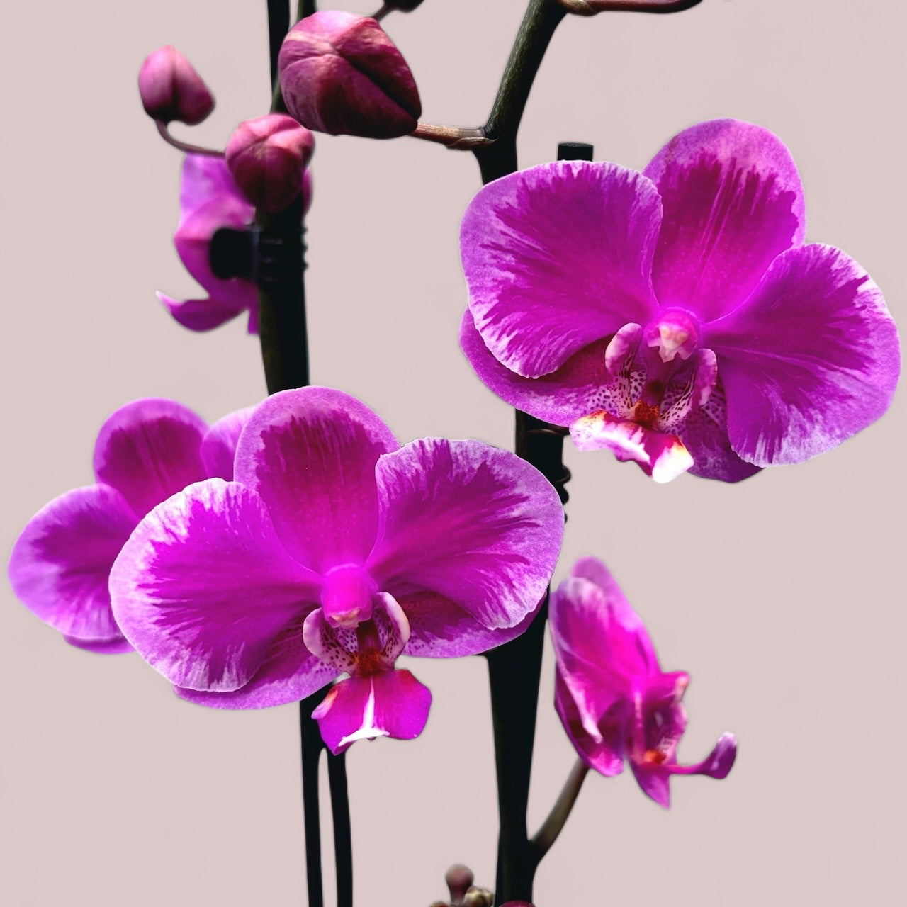 Phalaenopsis Queen Beer Splash