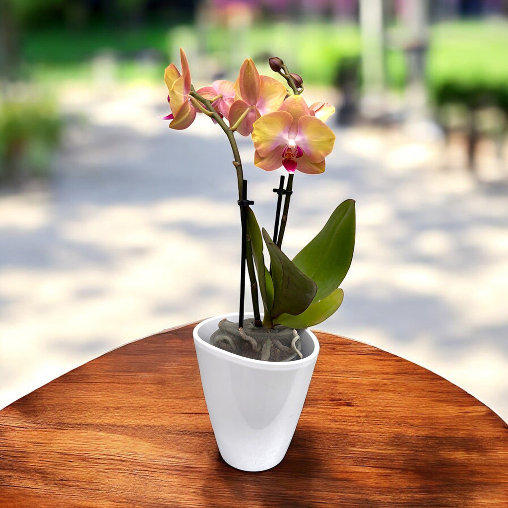 Phalaenopsis MyMonro Glamour (Darling)