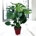 Monstera deliciosa XL (roślina ser szwajcarski) D19 - 2 rośliny/doniczka