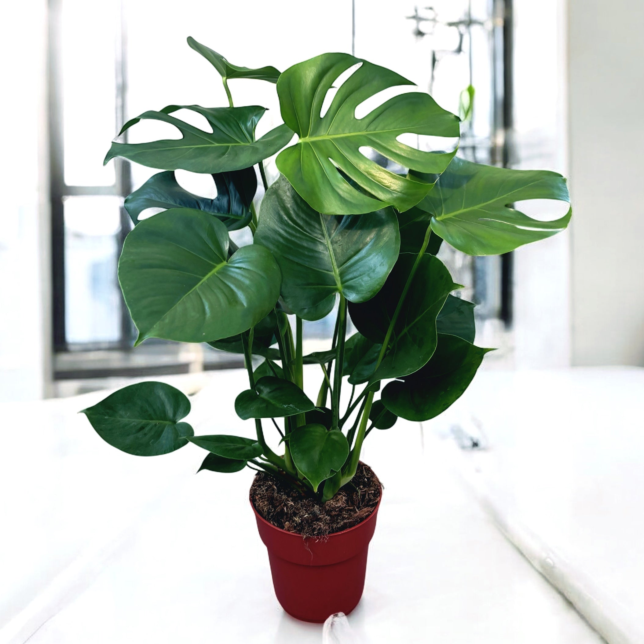 Monstera deliciosa XL (Swiss cheese plant) D19 - 2 plante/ghiveci