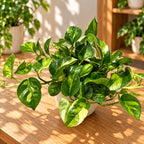 Panašus į margalapę Epipremnum aureum ‘Global Green’ formą