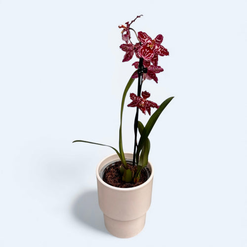 Odontioda 'Stirbic Red'