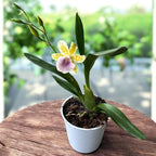 Miltonia Binotii