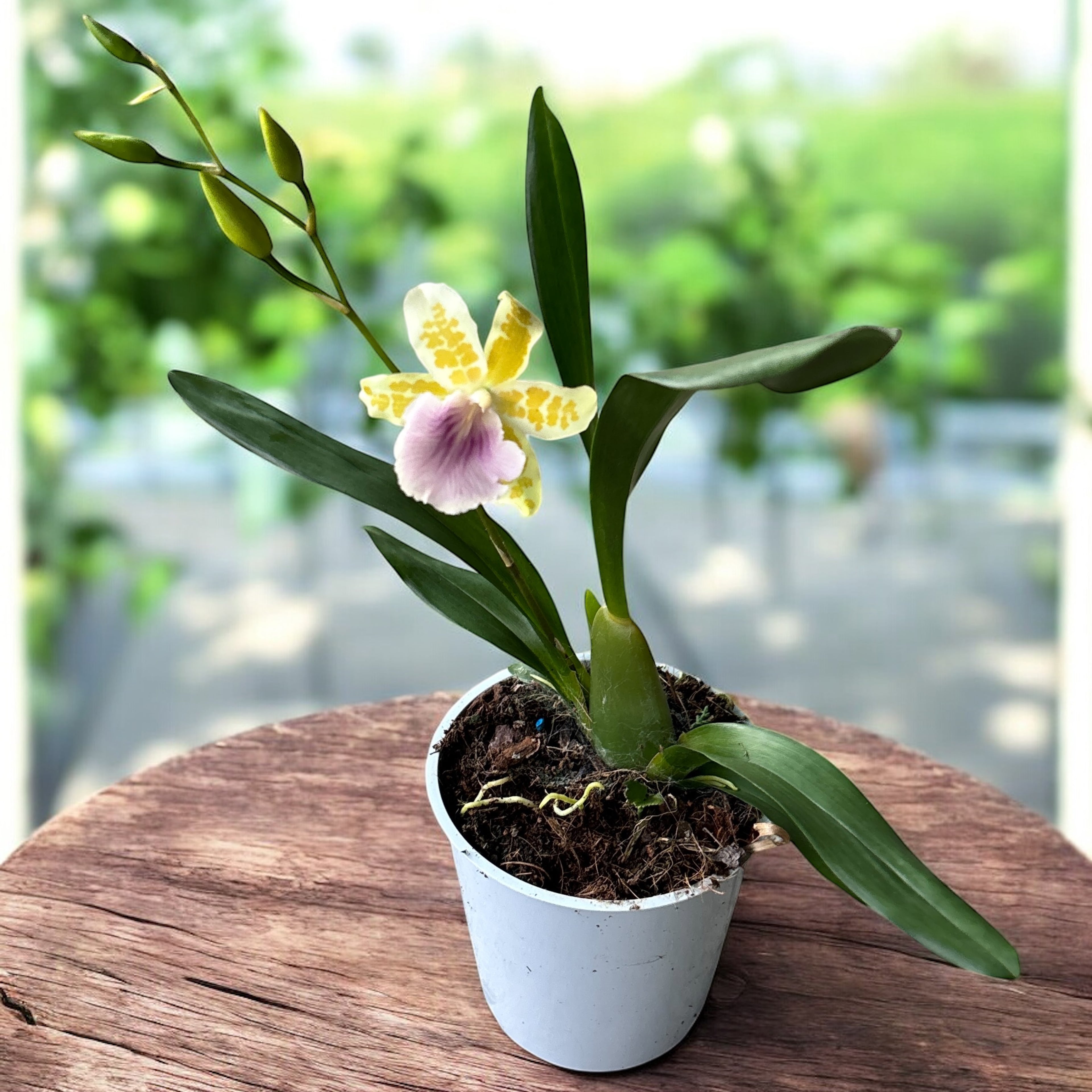 Miltonia Binotii