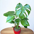 Monstera deliciosa (Swiss cheese plant) 2pp