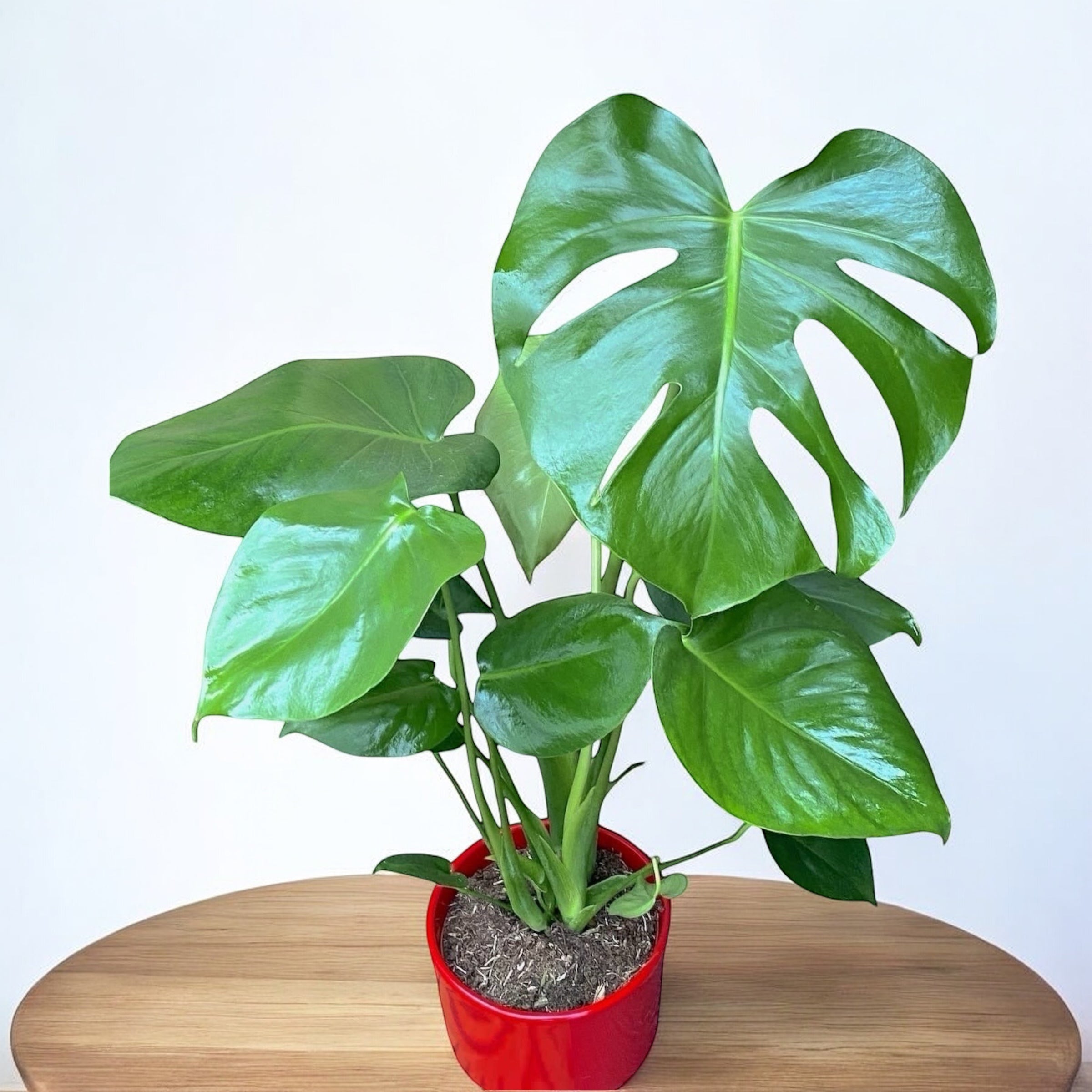 Monstera deliciosa (Swiss cheese plant) 2pp