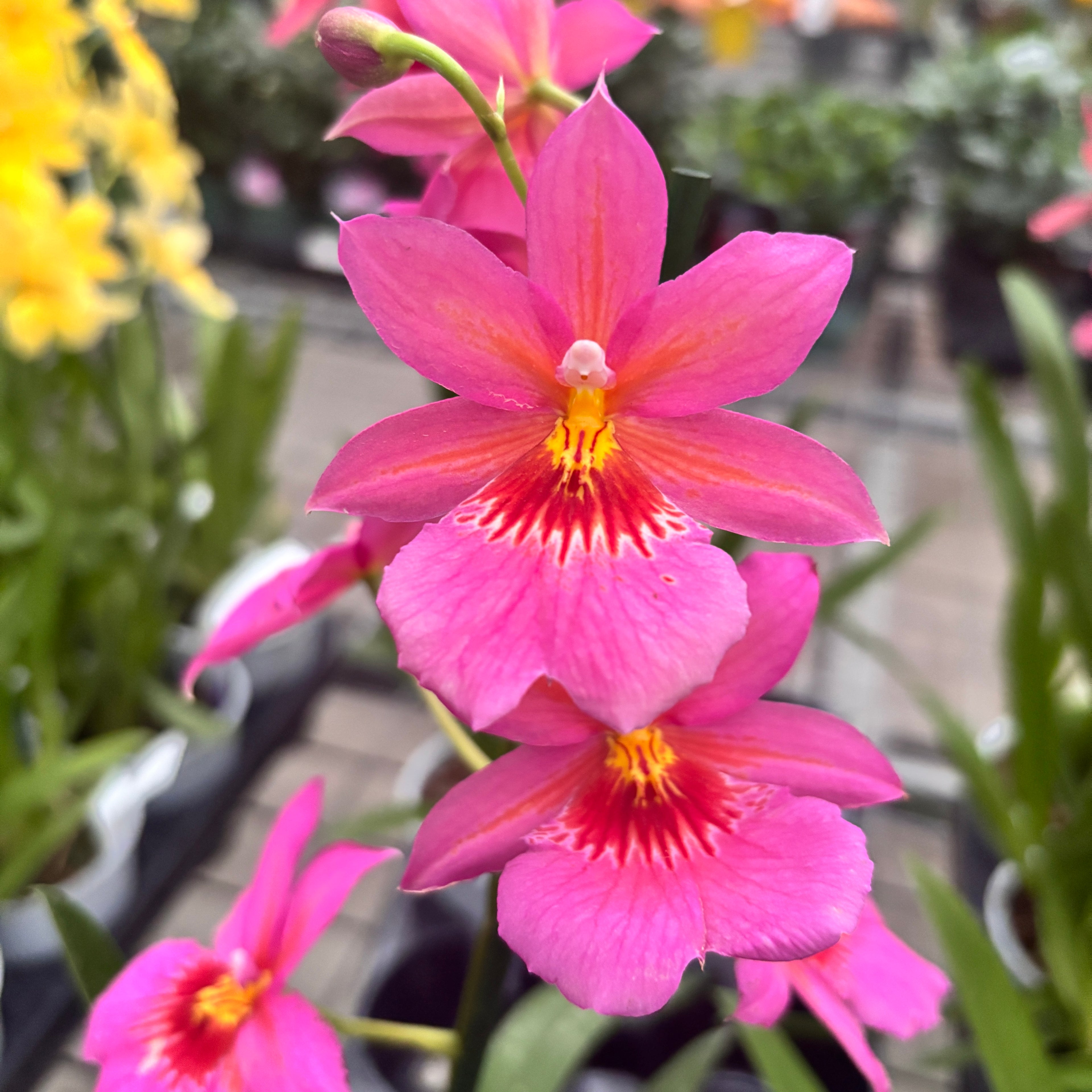 Burrageara Nelly Isler Pink - flori intens parfumate