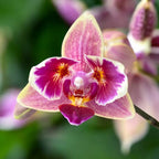 Phal. Purple Princess × Chienlung Moonlight (peloric)