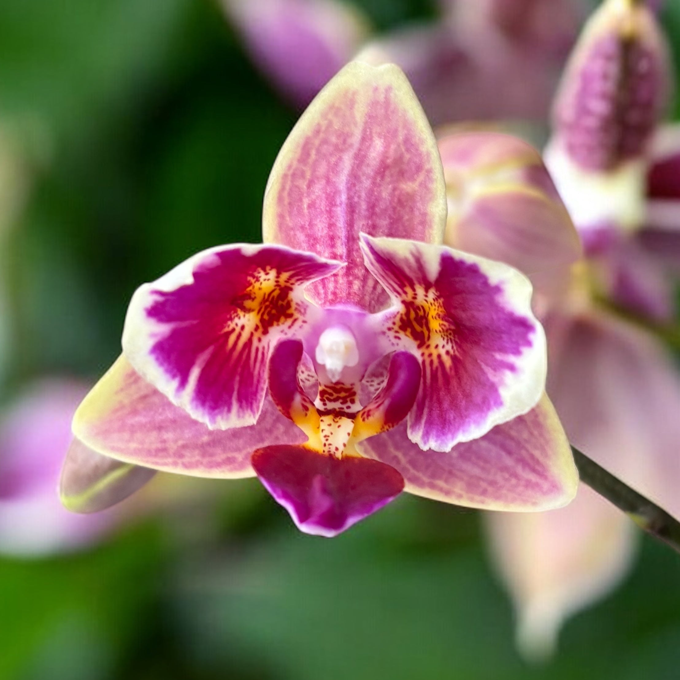 Phal. Purple Princess × Chienlung Moonlight (peloric)