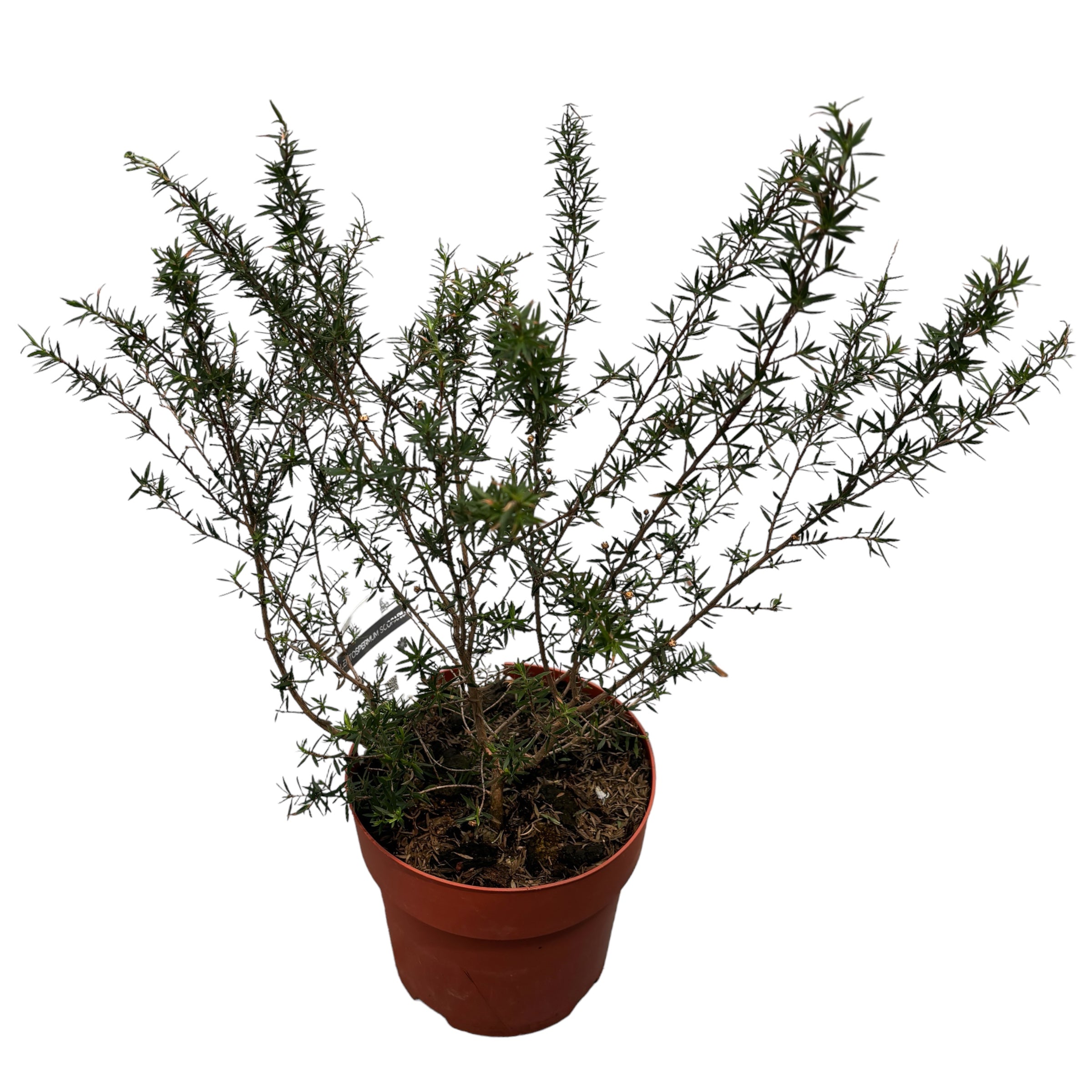 Leptospermum scoparium 'Snow Flurry' (Čajovník, Manuka) - bílé dvojité květy 2ks