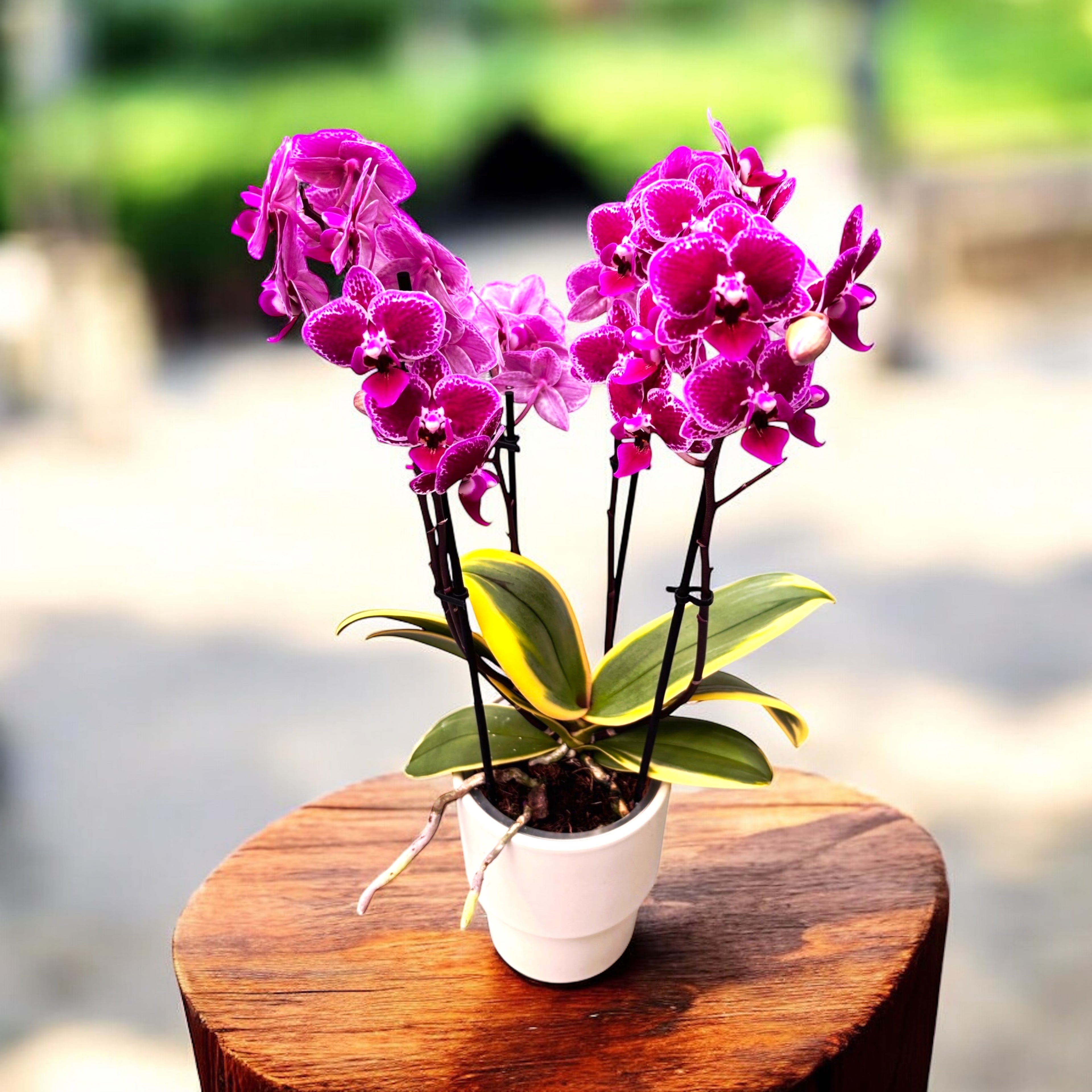 Phalaenopsis Chia E Yenlin (frunze variegate)