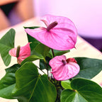 Anthurium ‘Cavalli’ (Floarea Flamingo) - flori mari